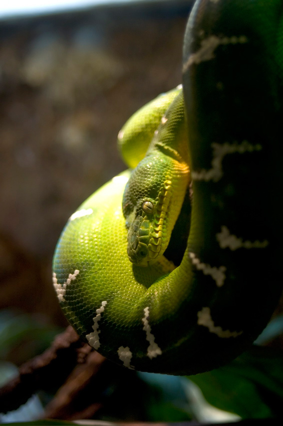 Tree Boa